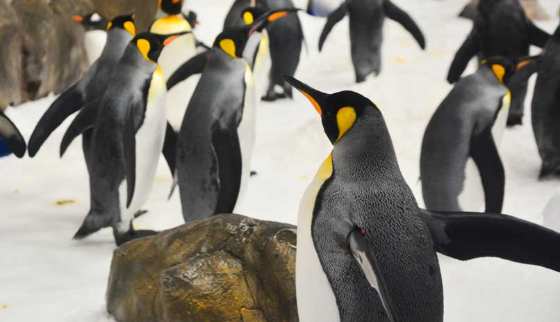 Sea life, מלבורן