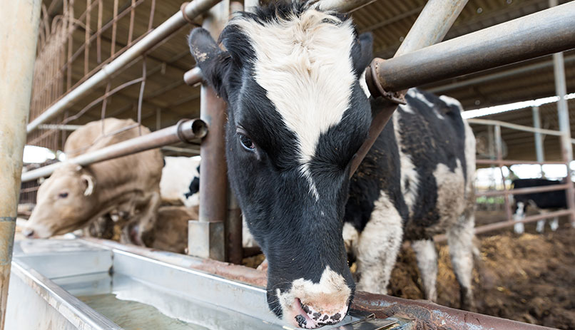 A cow in Bethlehem of Galilee