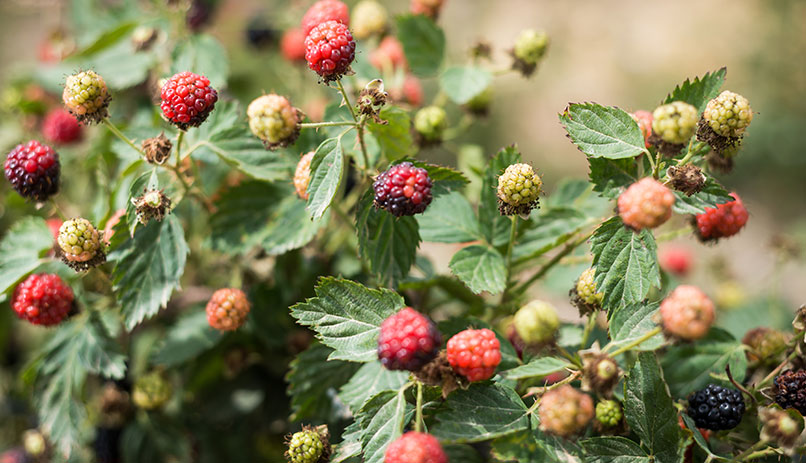 Raspberries in the Galilee