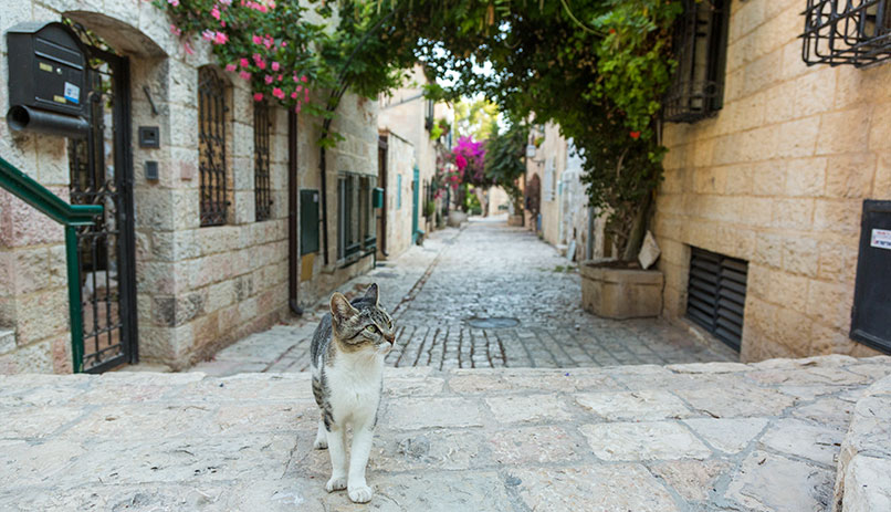 A cat in Mishkenot Sha'ananim. Photo by Udi Goren