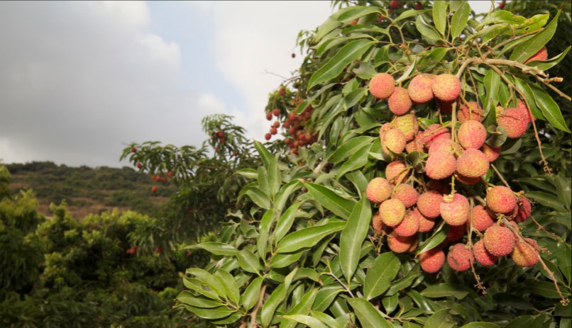  Lichi Festival