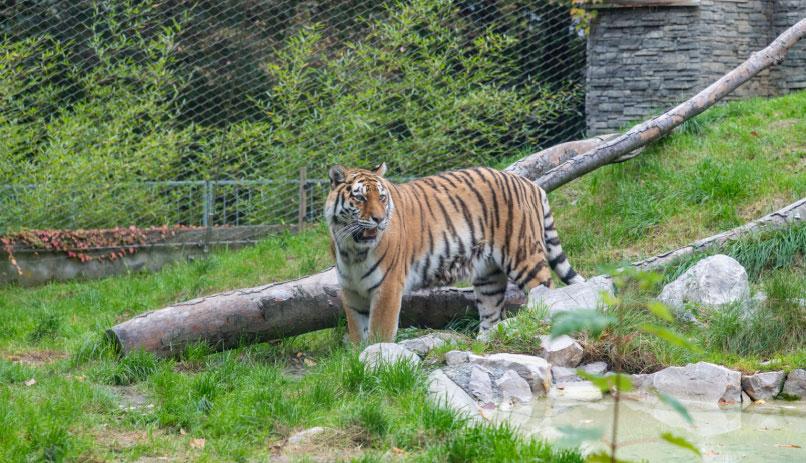 krakow zoo