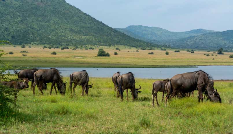 Pilanesberg
