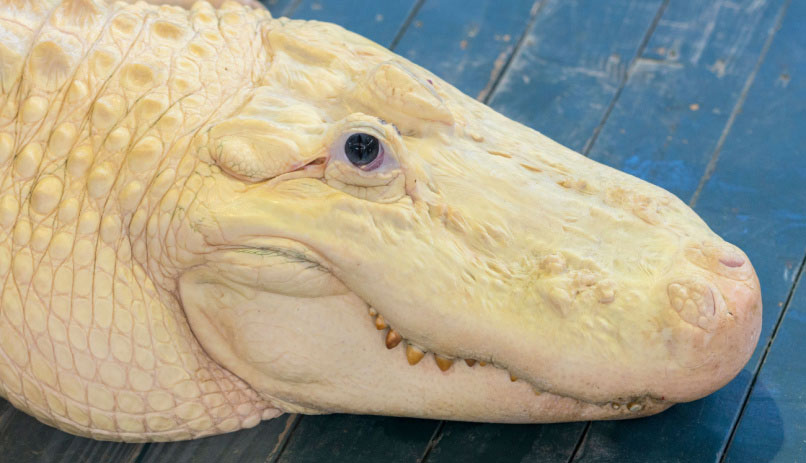 gatorland