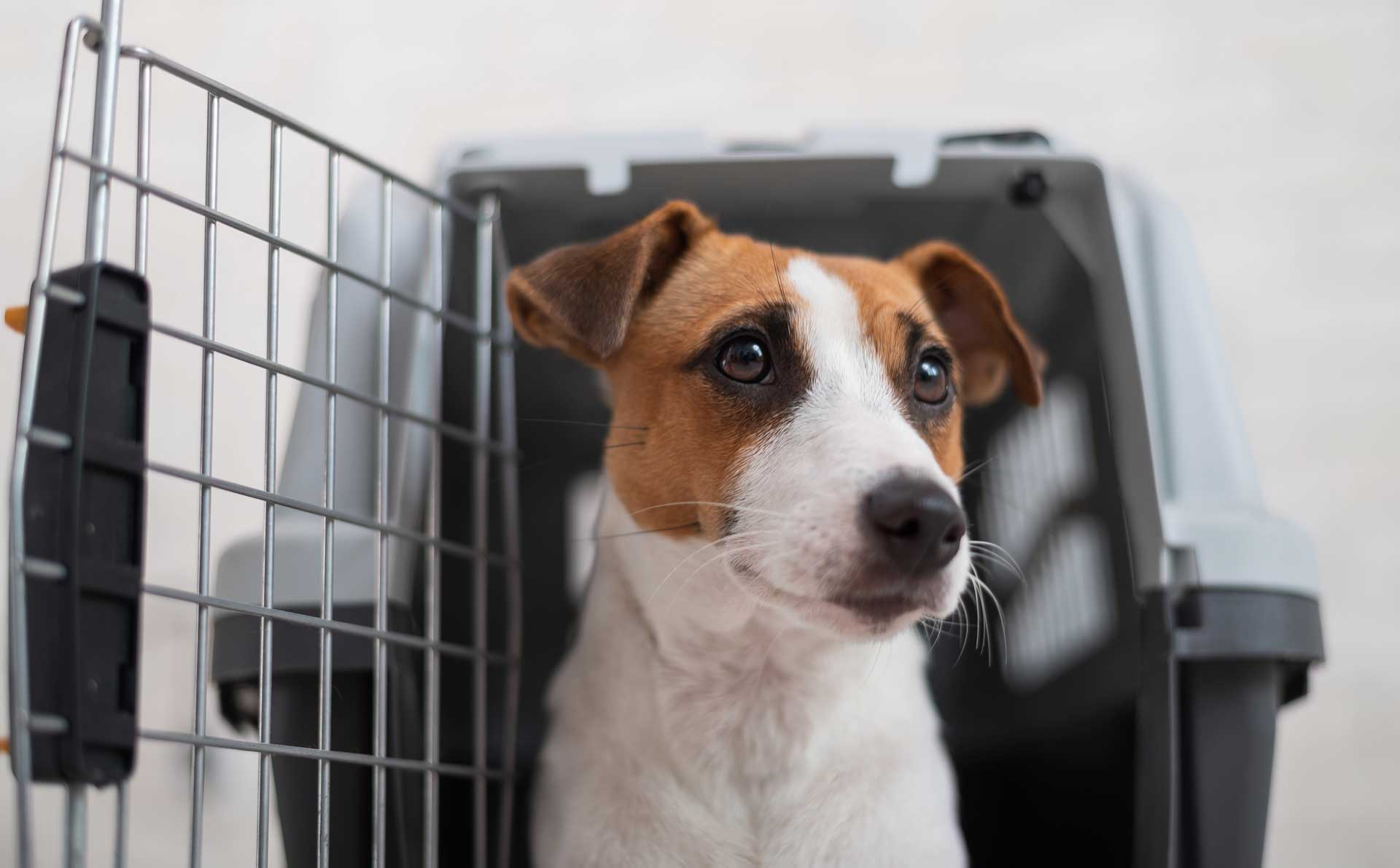 is it safe to fly a puppy on a plane